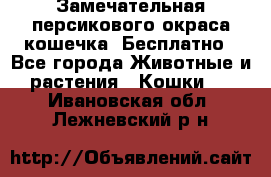 Замечательная персикового окраса кошечка. Бесплатно - Все города Животные и растения » Кошки   . Ивановская обл.,Лежневский р-н